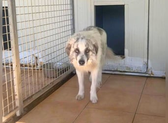 Oscar - startklar für sein neues Leben