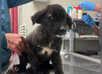 Voda - quirlige Welpe wünscht sich ein richtiges Zuhause