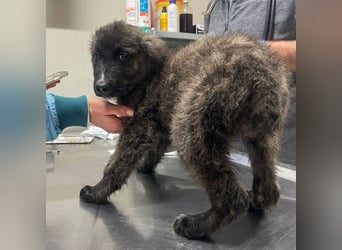 Viela - quirlige Welpe wünscht sich ein richtiges Zuhause