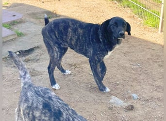 Vesa - quirlige Welpe wünscht sich ein richtiges Zuhause