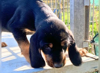 Bravo-  lebenslustige Welpe möchte schnell ein Zuhause finden