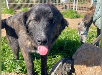 Voda - quirlige Welpe wünscht sich ein richtiges Zuhause