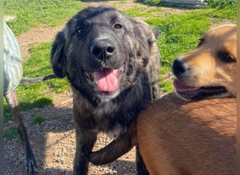 Viela - quirlige Welpe wünscht sich ein richtiges Zuhause