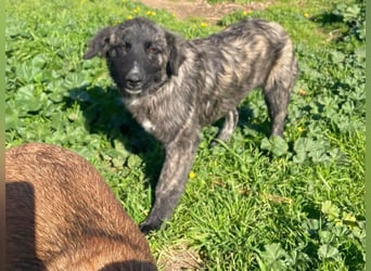 Viela - quirlige Welpe wünscht sich ein richtiges Zuhause