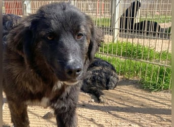 Voda - quirlige Welpe wünscht sich ein richtiges Zuhause