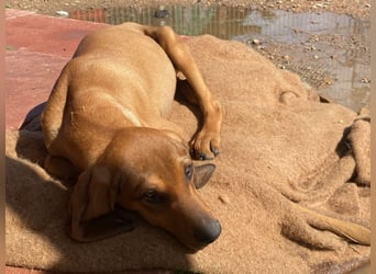 Bardot- lebenslustige Welpe möchte schnell ein Zuhause finden