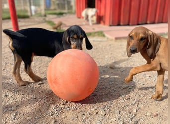 Bravo-  lebenslustige Welpe möchte schnell ein Zuhause finden