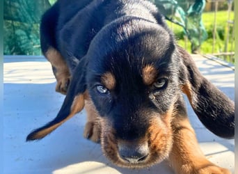 Bravo-  lebenslustige Welpe möchte schnell ein Zuhause finden