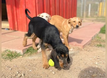 Bravo-  lebenslustige Welpe möchte schnell ein Zuhause finden
