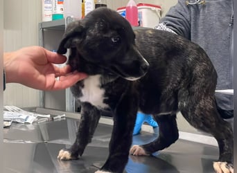 Vesa - quirlige Welpe wünscht sich ein richtiges Zuhause