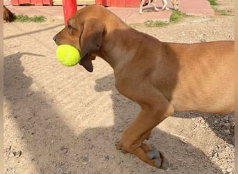 Bardot- lebenslustige Welpe möchte schnell ein Zuhause finden