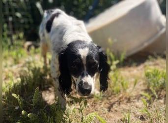 Lisa – Sonnenschein auf vier Pfoten sucht ihr Zuhause