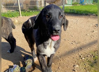 Vesa - quirlige Welpe wünscht sich ein richtiges Zuhause