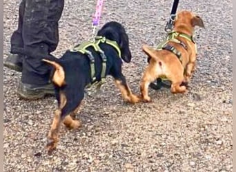 Bravo-  lebenslustige Welpe möchte schnell ein Zuhause finden