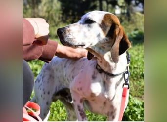 Rais – freundlicher Junghund sucht seine Menschen​