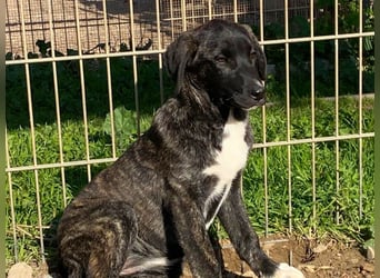 Vesa - quirlige Welpe wünscht sich ein richtiges Zuhause