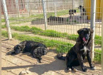 Voda - quirlige Welpe wünscht sich ein richtiges Zuhause