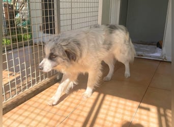 Oscar - startklar für sein neues Leben