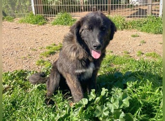 Voda - quirlige Welpe wünscht sich ein richtiges Zuhause