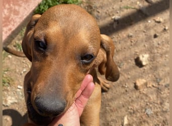 Bardot- lebenslustige Welpe möchte schnell ein Zuhause finden