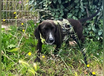 Ingo - neugierige Fellnase sucht Abenteuer