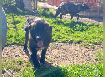 Voda - quirlige Welpe wünscht sich ein richtiges Zuhause