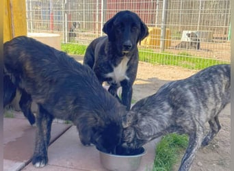 Vesa - quirlige Welpe wünscht sich ein richtiges Zuhause