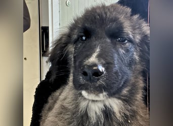 Viela - quirlige Welpe wünscht sich ein richtiges Zuhause