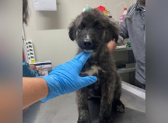 Viela - quirlige Welpe wünscht sich ein richtiges Zuhause