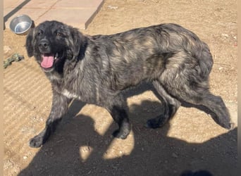 Viela - quirlige Welpe wünscht sich ein richtiges Zuhause