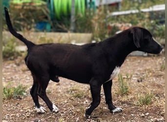 Ingo - neugierige Fellnase sucht Abenteuer