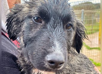 Viela - quirlige Welpe wünscht sich ein richtiges Zuhause