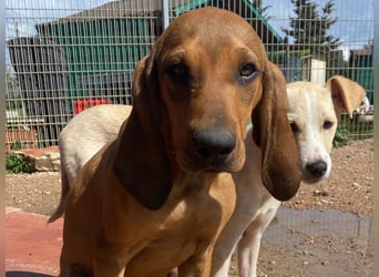Bardot- lebenslustige Welpe möchte schnell ein Zuhause finden