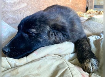 Voda - quirlige Welpe wünscht sich ein richtiges Zuhause