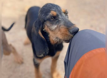 Bravo-  lebenslustige Welpe möchte schnell ein Zuhause finden