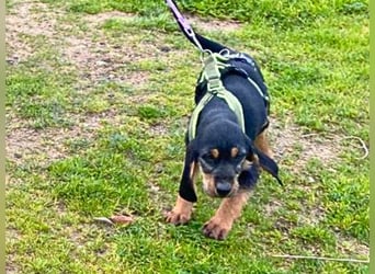 Bravo-  lebenslustige Welpe möchte schnell ein Zuhause finden