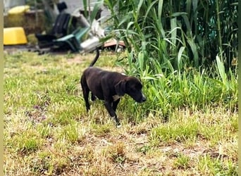 Ingo - neugierige Fellnase sucht Abenteuer