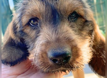 Barzo - lebenslustige Welpe möchte schnell ein Zuhause finden