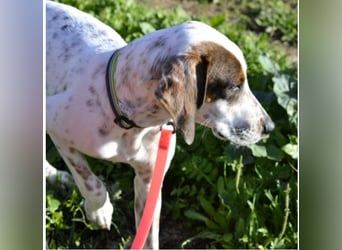 Rais – freundlicher Junghund sucht seine Menschen​