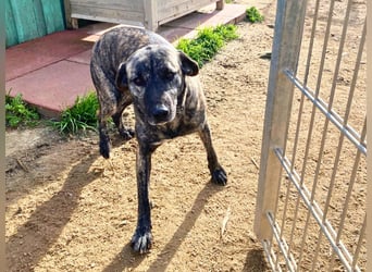 Vira - wer gibt der hübschen Hündin ein Zuhause