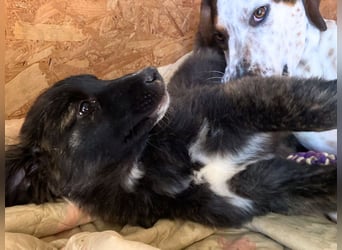 Voda - quirlige Welpe wünscht sich ein richtiges Zuhause