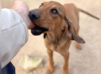 Bardot- lebenslustige Welpe möchte schnell ein Zuhause finden