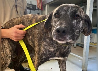 Vira - wer gibt der hübschen Hündin ein Zuhause