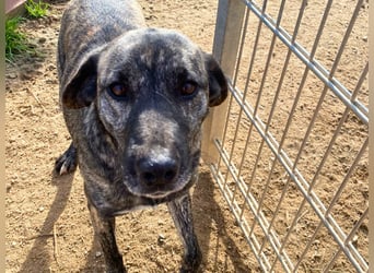 Vira - wer gibt der hübschen Hündin ein Zuhause