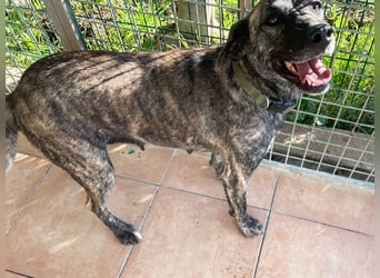 Vira - wer gibt der hübschen Hündin ein Zuhause