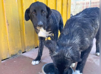 Vesa - quirlige Welpe wünscht sich ein richtiges Zuhause