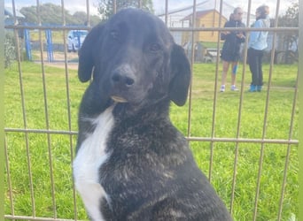 Vesa - quirlige Welpe wünscht sich ein richtiges Zuhause