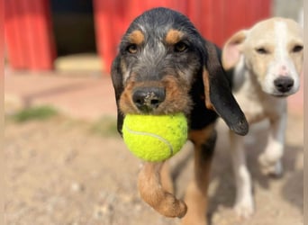 Bravo-  lebenslustige Welpe möchte schnell ein Zuhause finden