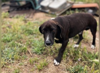 Ingo - neugierige Fellnase sucht Abenteuer
