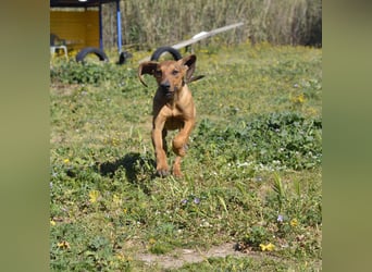 Bardot - ist reserviert